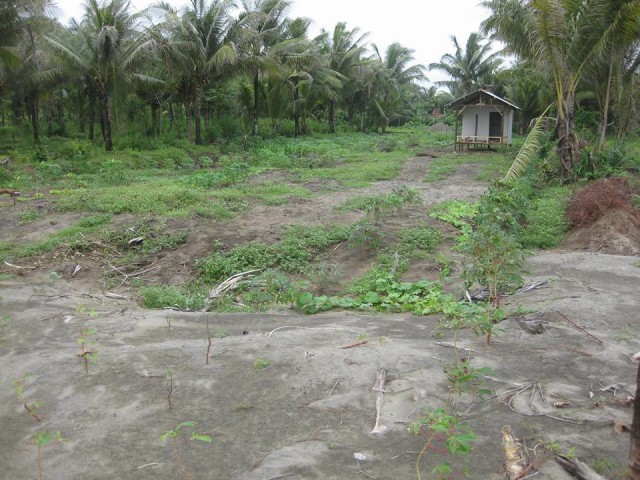 Lentera Bumi Nusantara (Foto: Lentera Bumi Nusantara)