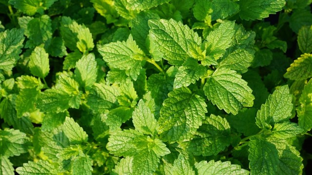 Daun Mint (Foto: pixabay)