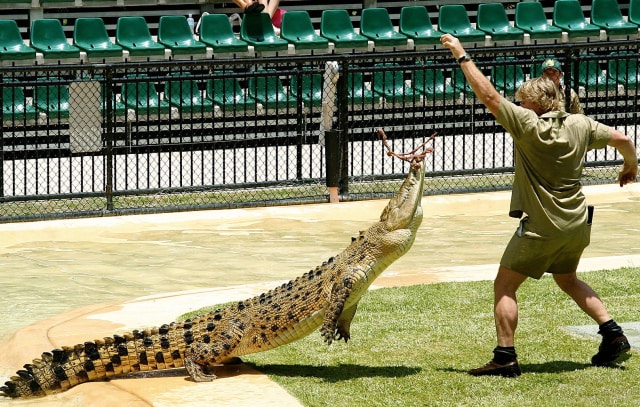 Steve Irwin beraksi (Foto: Wikimedia commons)