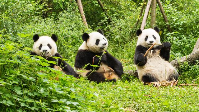 Giant Panda (Foto: Shutterstock)