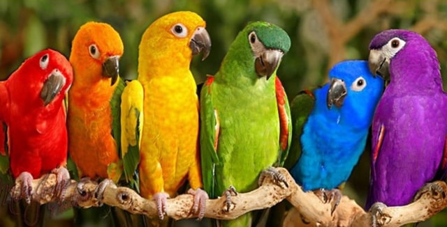 Burung Kakak tua Tidak Hanya Meniru Cara Bicara