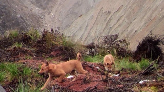 Anjing liar dataran Papua (Foto: dok. New Guinea Wild High Dog Foundation)