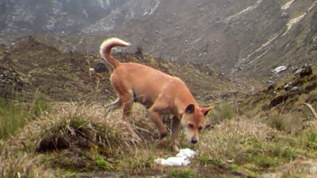 Anjing liar dataran Papua (Foto: dok. New Guinea Wild High Dog Foundation)