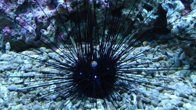 IPB Temukan Senyawa Antibakteri di Bulu Babi (Foto: Dok. IPB)