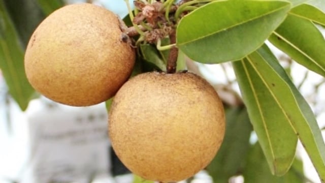 Pohon Sawo Manila (Foto: DOk. IPB)