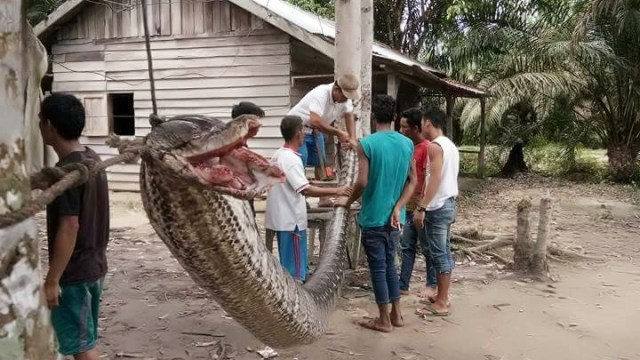 Ular yang menyerang manusia (Foto: Facebook/Risdawaty Nababan)