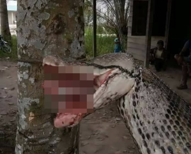 Ular yang menyerang manusia (Foto: Istimewa)