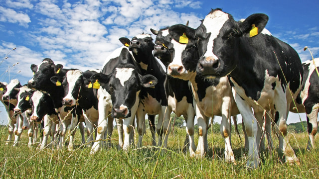 Sapi Perah (Foto: Shutterstock)