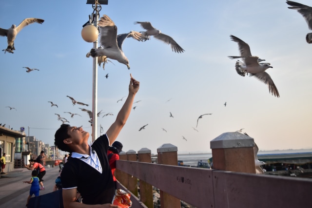 my my my my said camar  bird