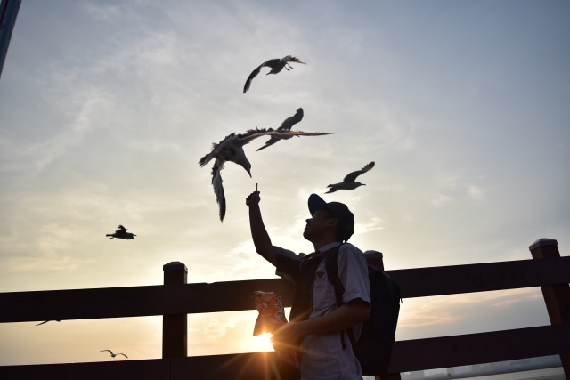 afternoon with camar bird
