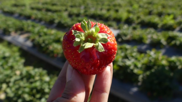 Memetik buah stroberi di Sembalun (Foto: Niken Nurani/kumparan)