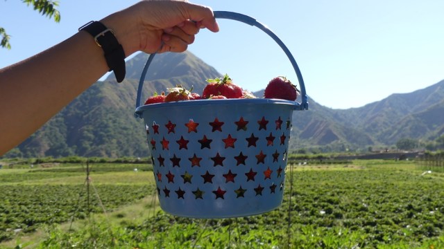 Memetik buah stroberi di Sembalun (Foto: Niken Nurani/kumparan)