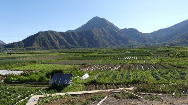 Kebun stroberi di Sembalun (Foto: Niken Nurani/kumparan)