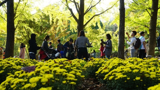 Keindahan Pulau Nami di Korea Selatan (Foto: Aditia Noviansyah/kumparan)
