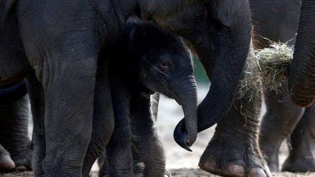 Ilustrasi Gajah Liar (Foto: Reuters/Francois Lenoir)