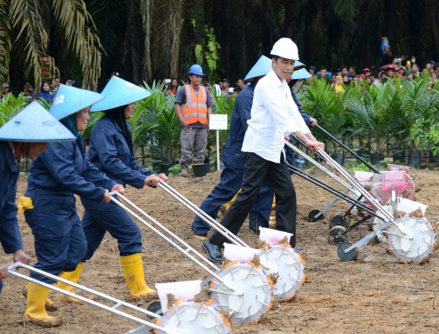 com-Peremajaan Kelapa Sawit (Foto: Kementan)
