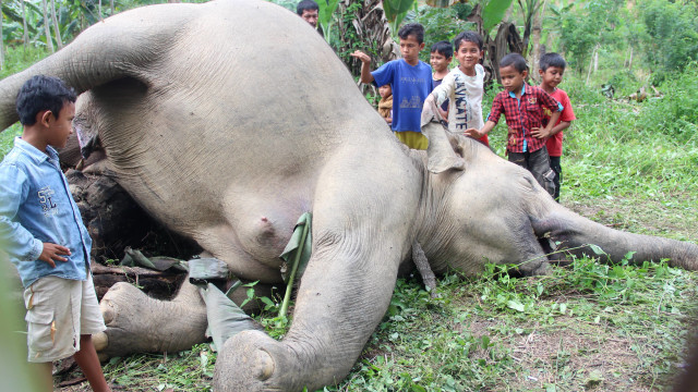 Gajah Sumatera Mati (Foto: Jabir/Antara)