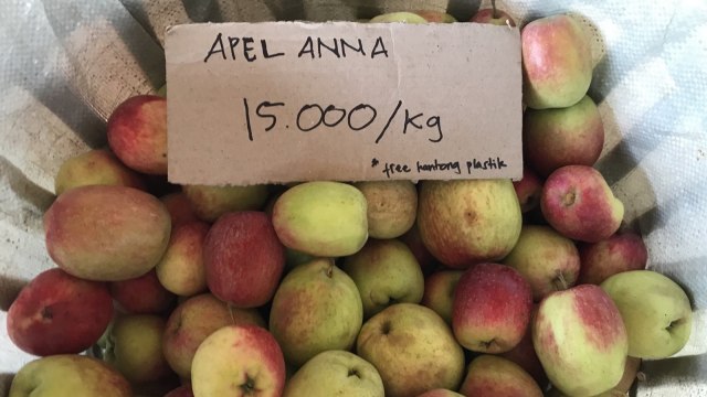 Apel Anna Rp 15 Ribu (Foto: Stephanie Elia/kumparan)