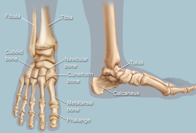 25 persen Tulang Kita Ada di Kaki