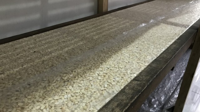 Pencetakan Kedelai Beragi di Lonjoh (Foto: Stephanie Elia/kumparan)