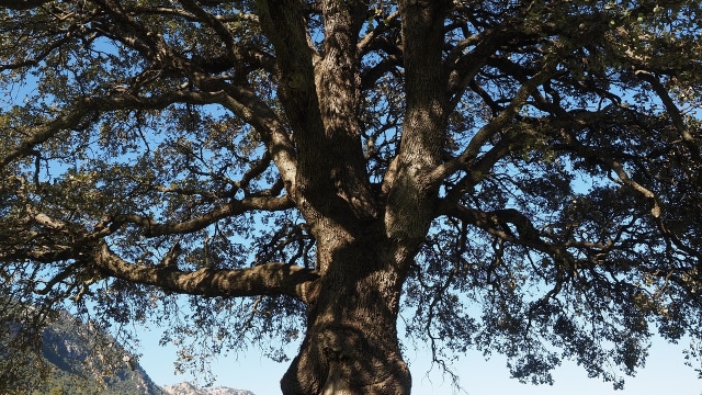 Pohon kamper (Foto: pixabay)