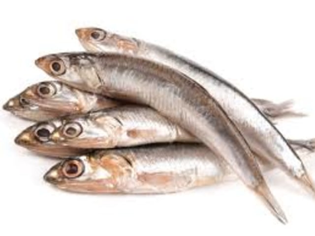 Berapa banyak sih jenis ikan teri di seluruh dunia?