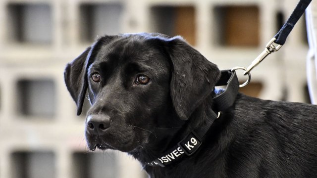 Lulu (Foto: CIA via AP)