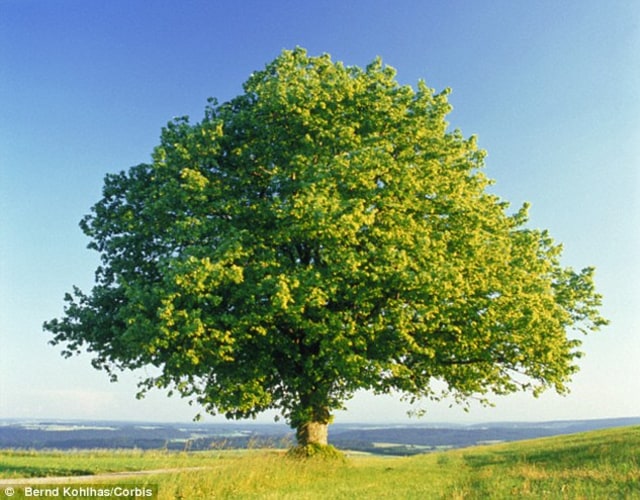 Evaporasi pohon Oak atau Beech
