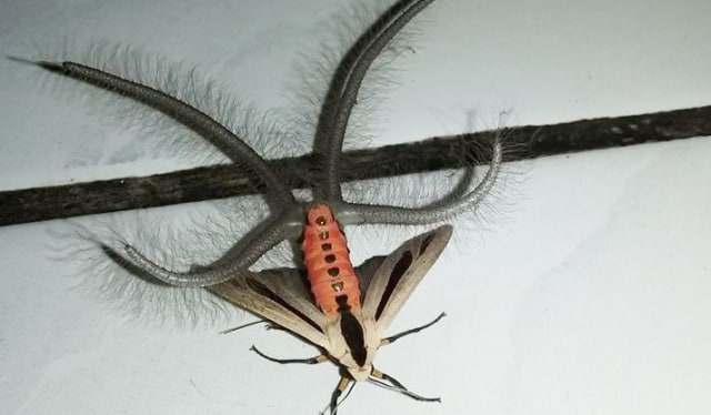 Creatonotos gangis (Foto: Dokumentasi Gandik)