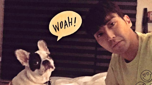 Bugsy, anjing French Bulldog milik Siwon (Foto: Twitter @siwonchoi)