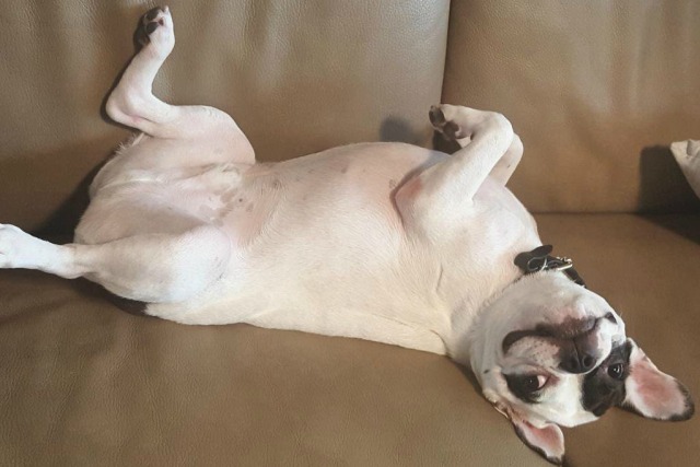 Bugsy, anjing French Bulldog milik Siwon (Foto: Twitter @siwonchoi)