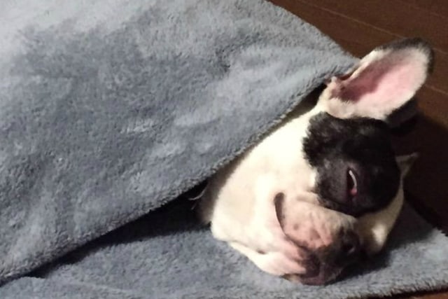 Bugsy, anjing French Bulldog milik Siwon (Foto: Twitter @siwonchoi)
