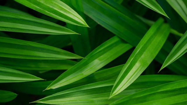 Daun pandan dan olahannya (Foto: Thinkstock)