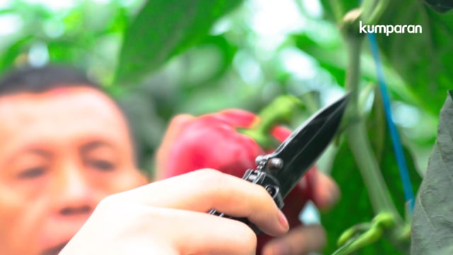 Ecofarming AQUA (Foto: Ridho Robby/kumparan)