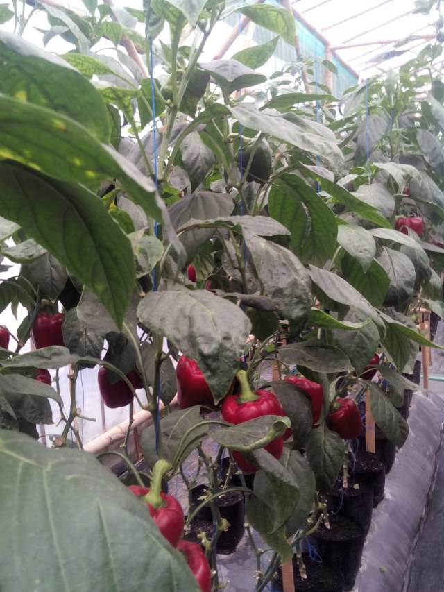 Pestisida Ajaib dan program CSR AQUA di Kampung Tabrik, Desa Gekbrong, Jawa Barat. (2)