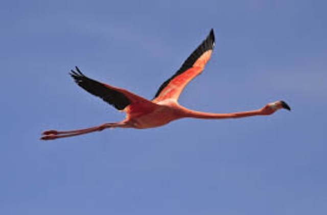 Seberapa Jauh Flamingo Bisa Terbang?