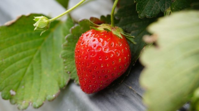 Kebun Stroberi, Sembalun. Foto: Aditia Noviansyah/kumparan