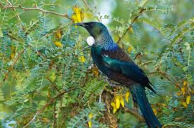 Burung temperamen dari dataran Selandia Baru