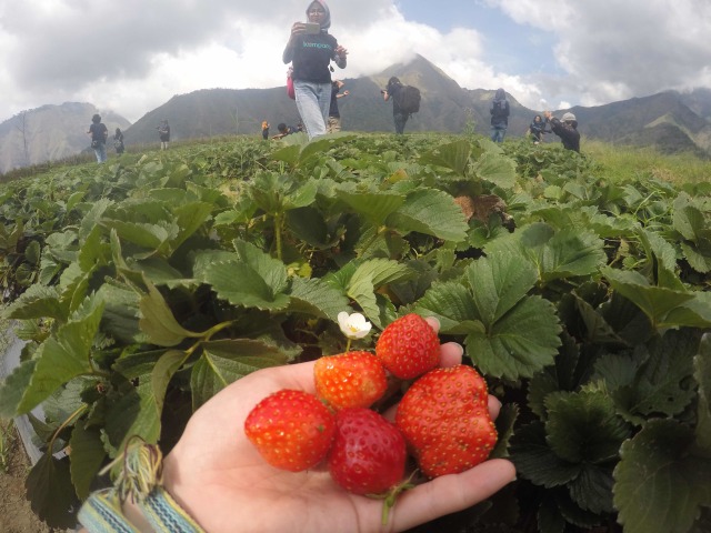 Keindahan di Pintu Rinjani, Sembalun (5)