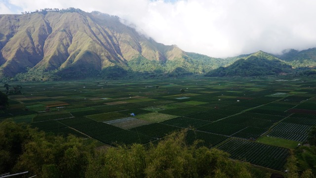 Persawahan di Desa Beleq, Sembalun, Lombok (Foto: Aditia Noviansyah/kumparan)
