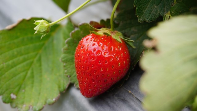 Memetik stroberi langsung di kebun, Sembalun Foto: Aditia Noviansyah/kumparan