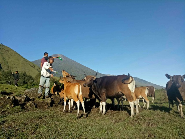 SENSASI UNIK CALLING COW SEMBALUN