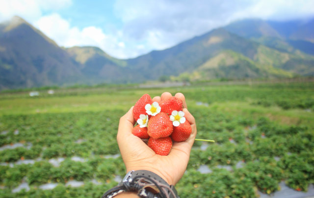 Manisnya Desa Sembalun