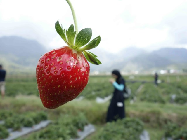 Menikmati Keindahan Desa Sembalun Bersama BNI