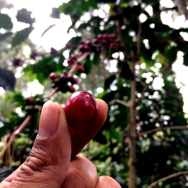 Perkebunan kopi di Gunung puntang Jawa Barat Foto: Fitra Andrianto/kumparan