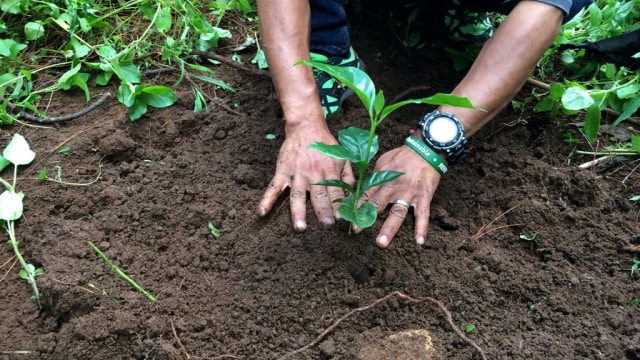 Perkebunan kopi di Gunung puntang Jawa Barat (Foto: Fitra Andrianto/kumparan)