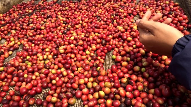Perkebunan kopi di Gunung puntang Jawa Barat (Foto: Fitra Andrianto/kumparan)