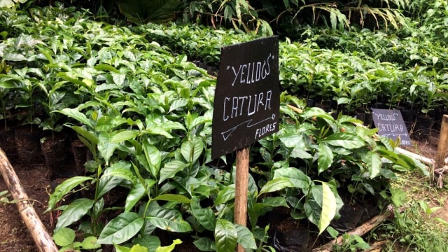 Perkebunan kopi di Gunung puntang Jawa Barat (Foto: Fitra Andrianto/kumparan)