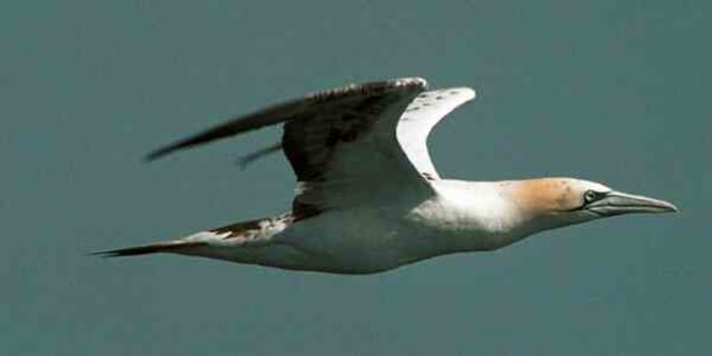 Burung Dara Laut Itu Bernama Generasi Milenial