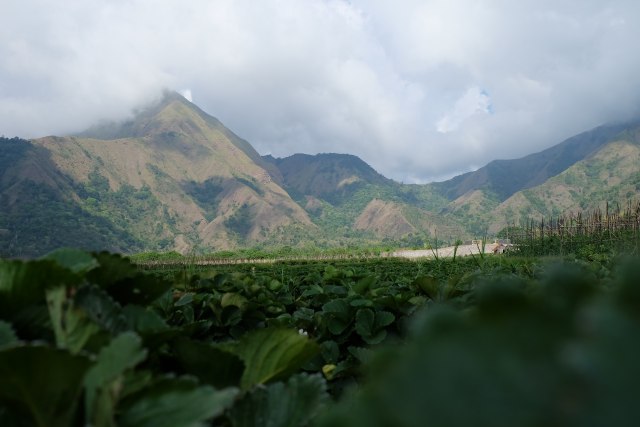 Kebun Stroberi Ala Sembalun